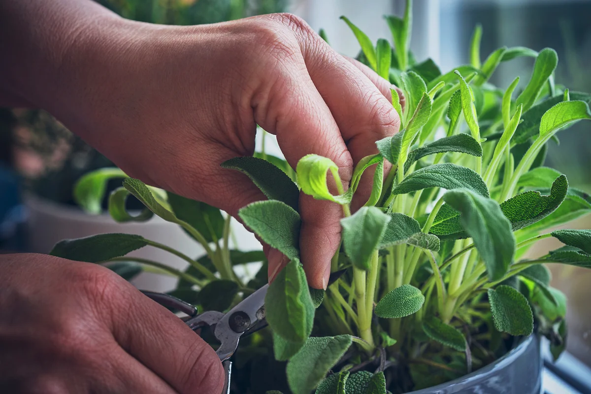 Cutting Fresh Sage