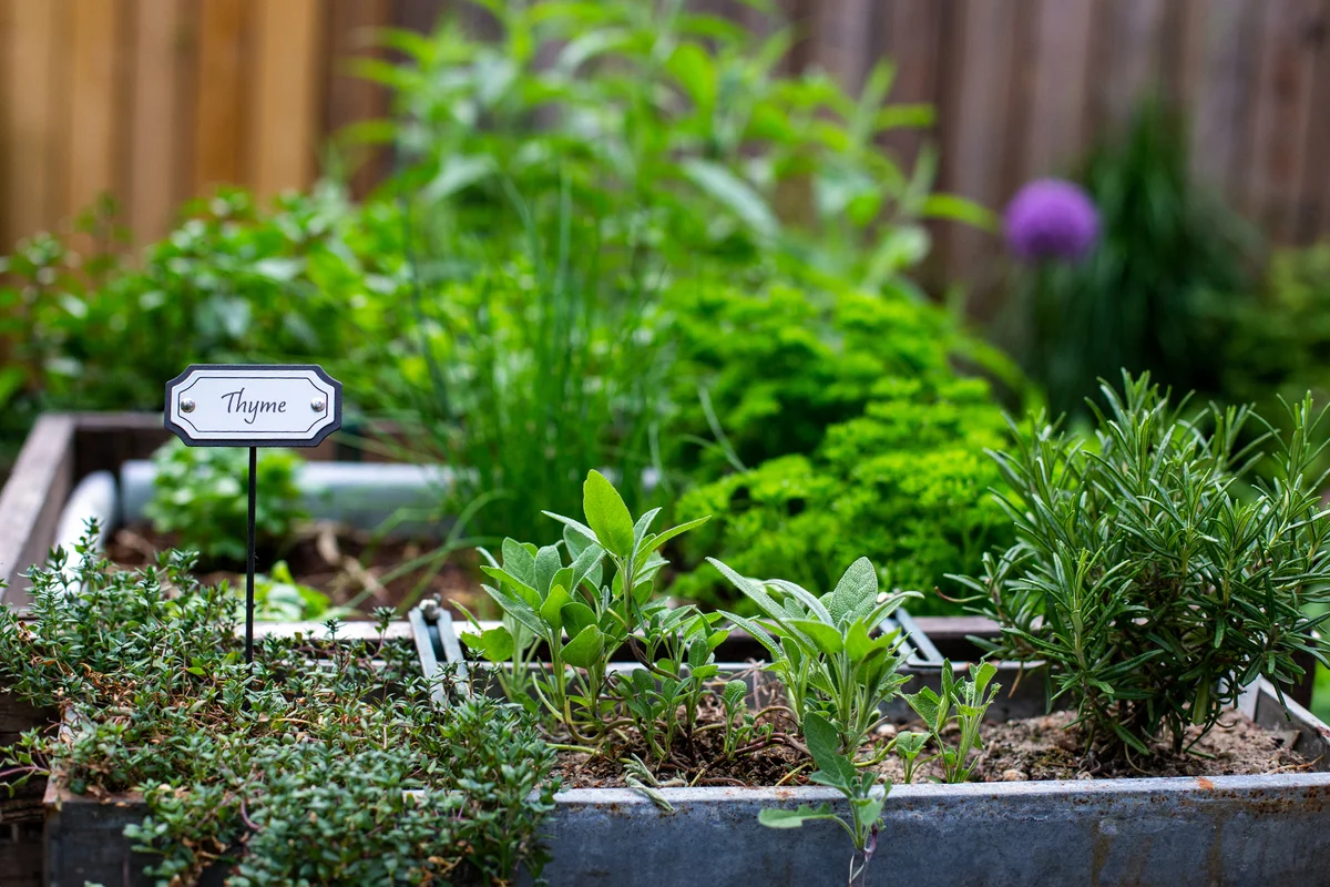 Close up of herbs for the kitchen.