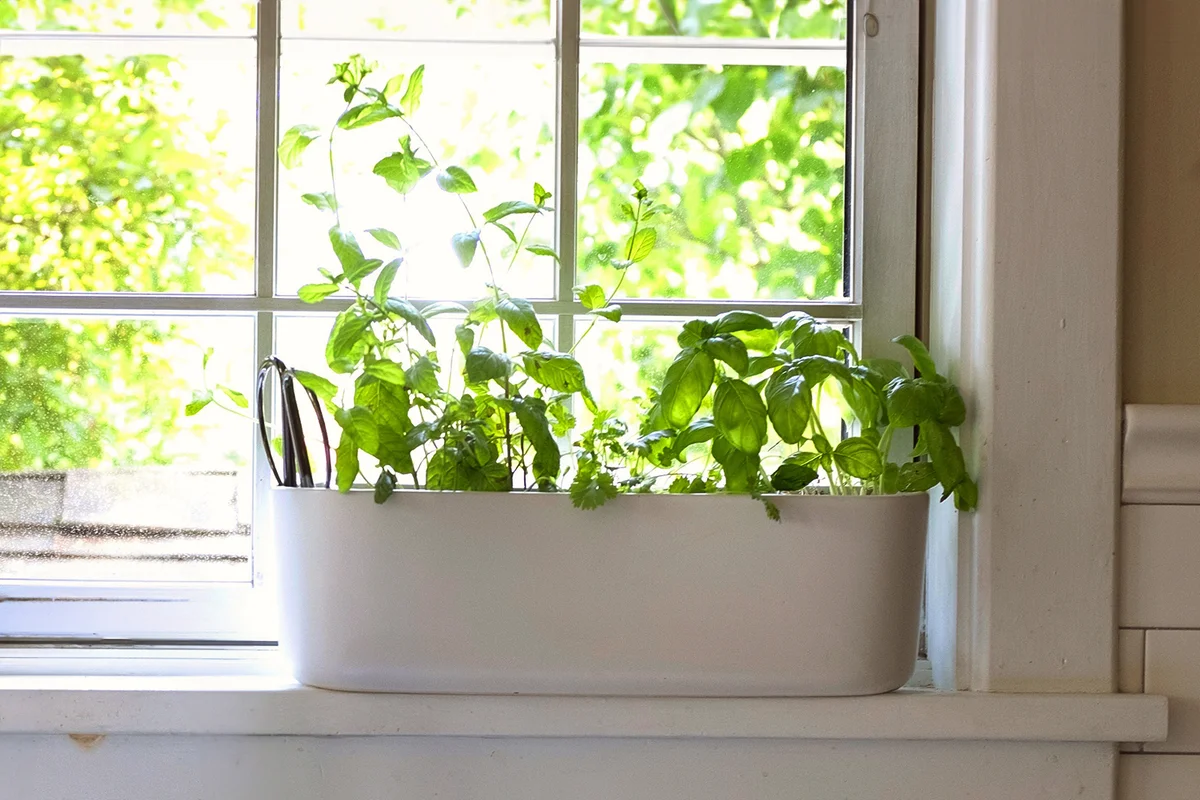 herbs growing on a sunlit kitchen windowsill.