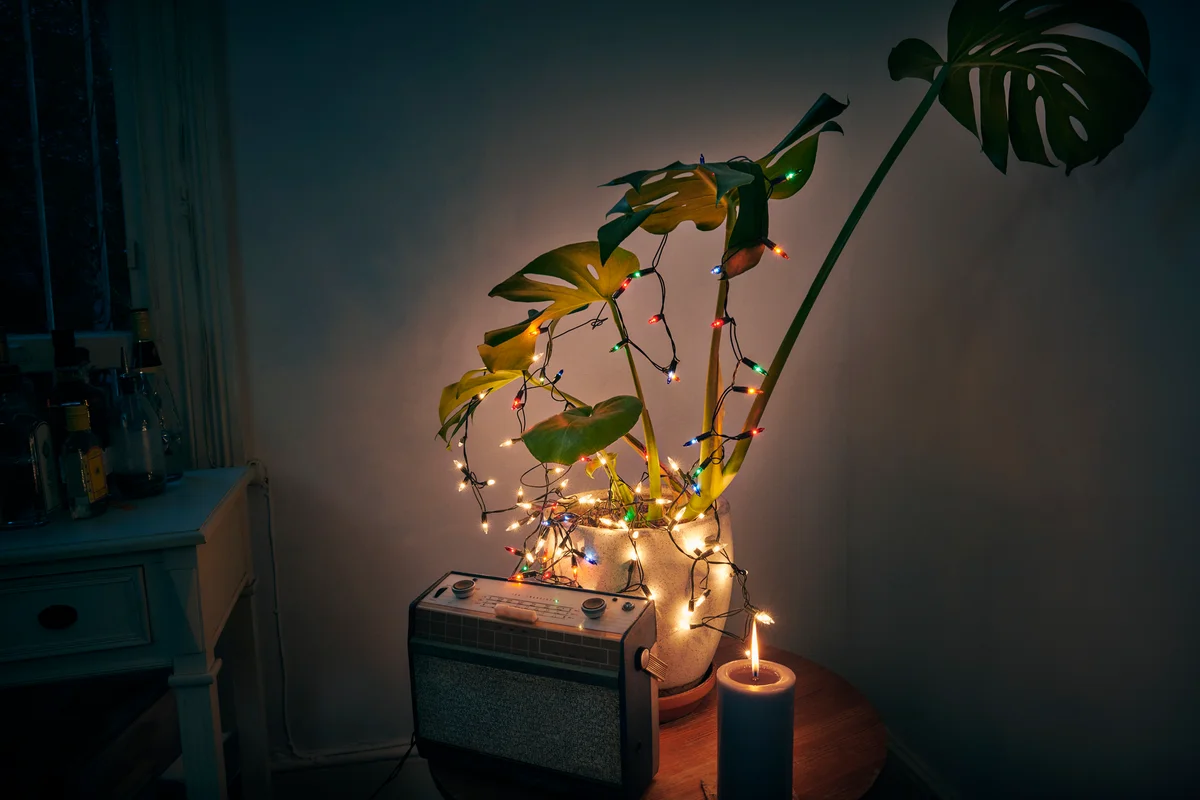 Colorful fairy lights on a Monstera plant