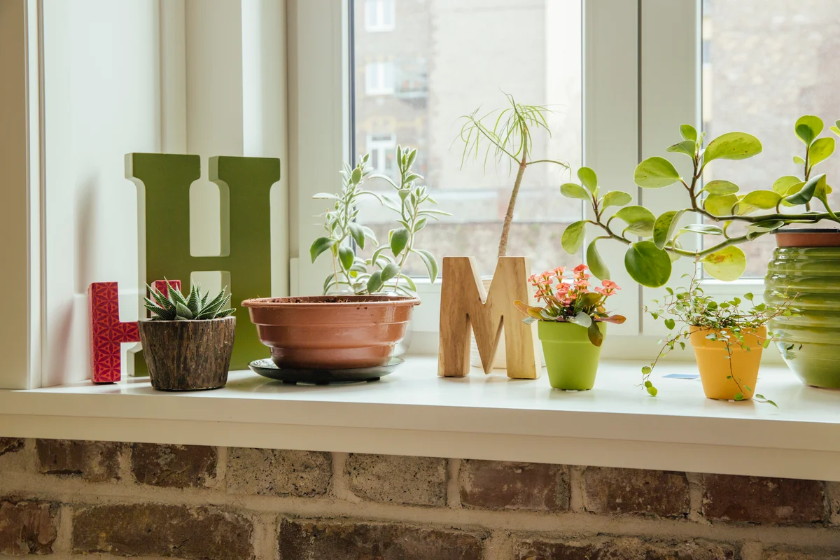 Cute plants in a window display