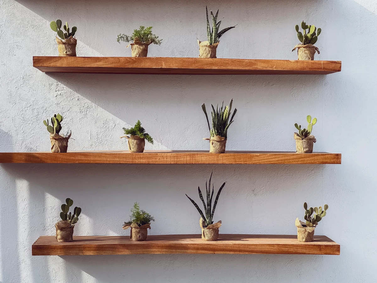 Tiny plants arranged on floating shelves