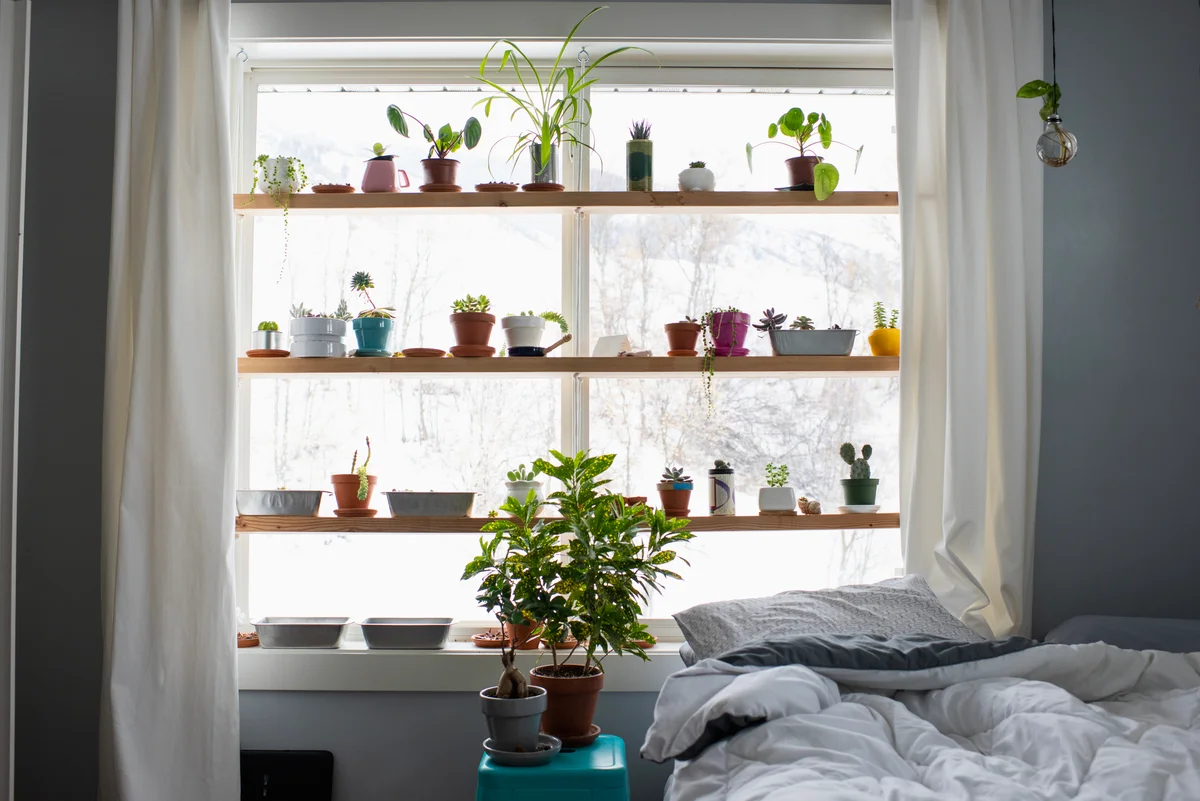 Special shelves in front of a window for plants