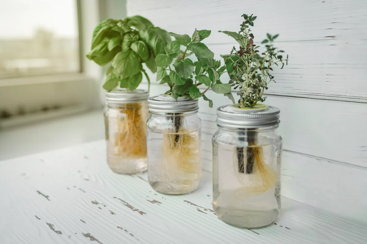 Hydroponic herbs growing in mason jars of water