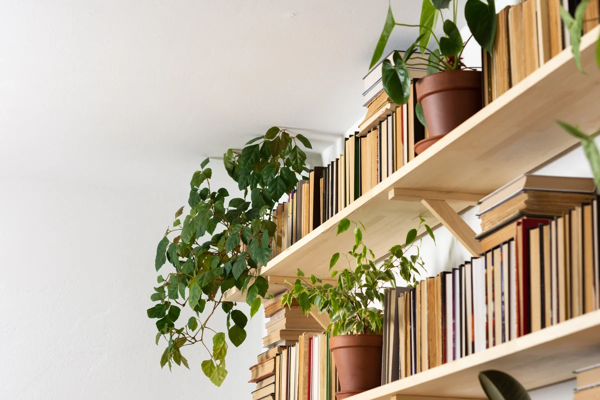 Plants on a bookshelf