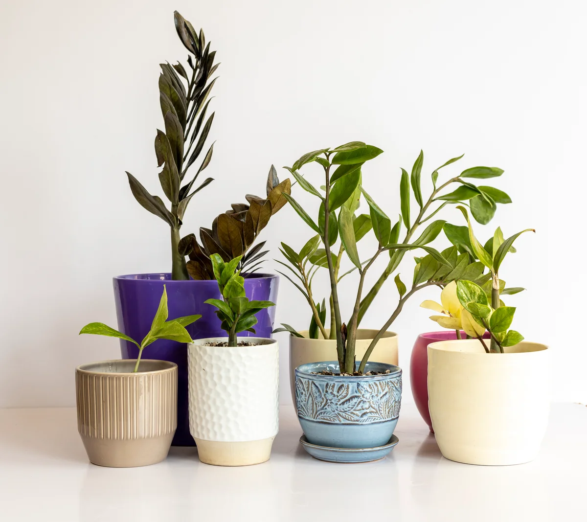 An assortment of plants and planters