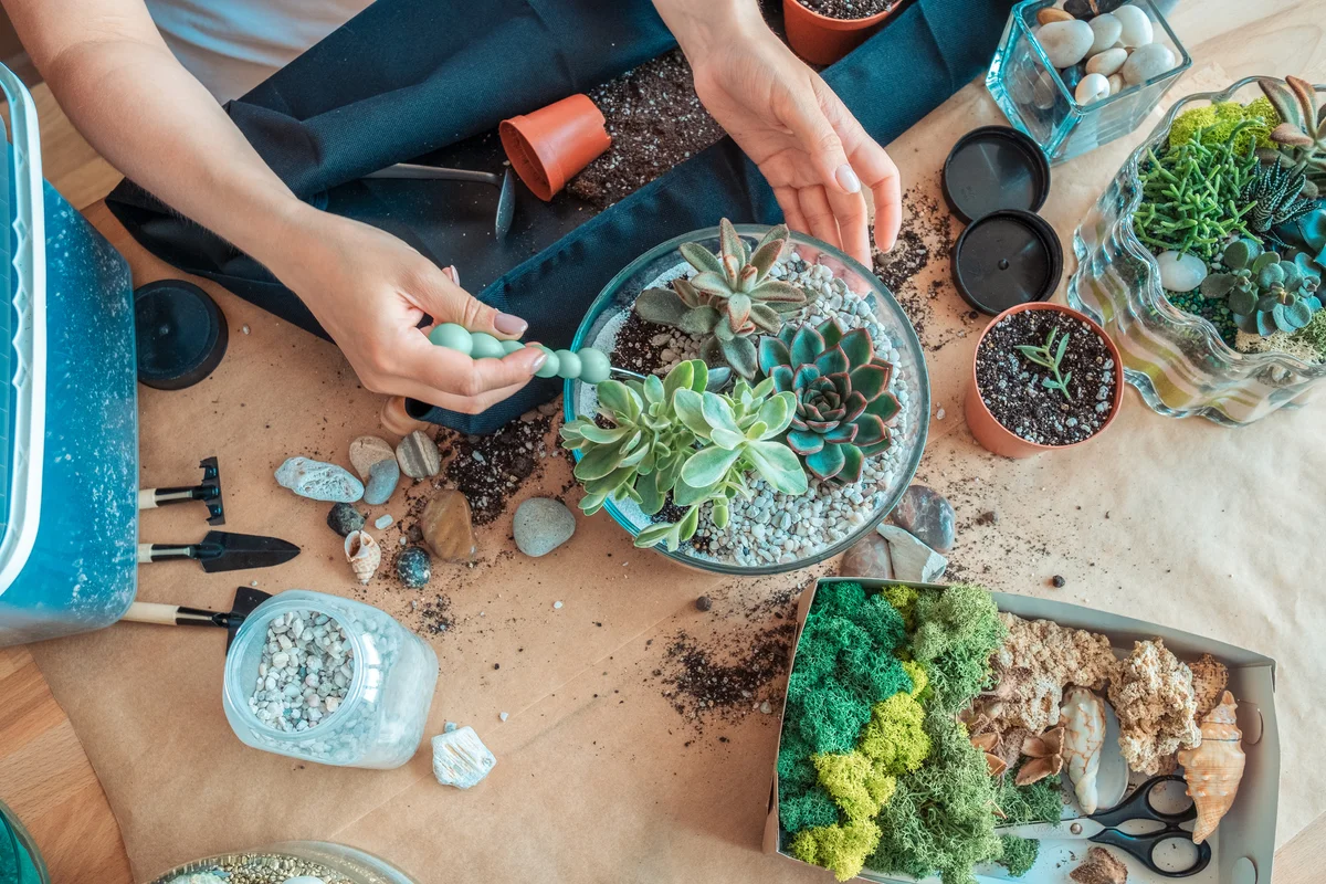 Putting together terrariums