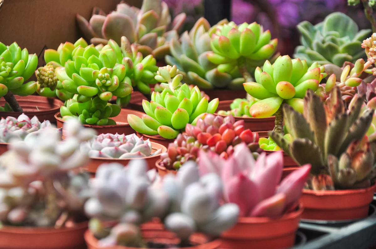 Colorful succulents