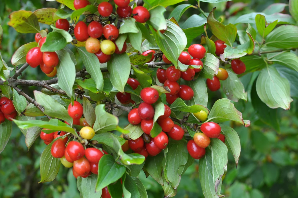 dogwood
