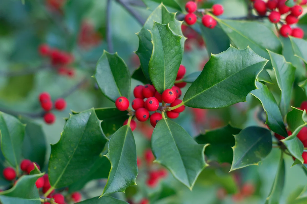 holly and berries