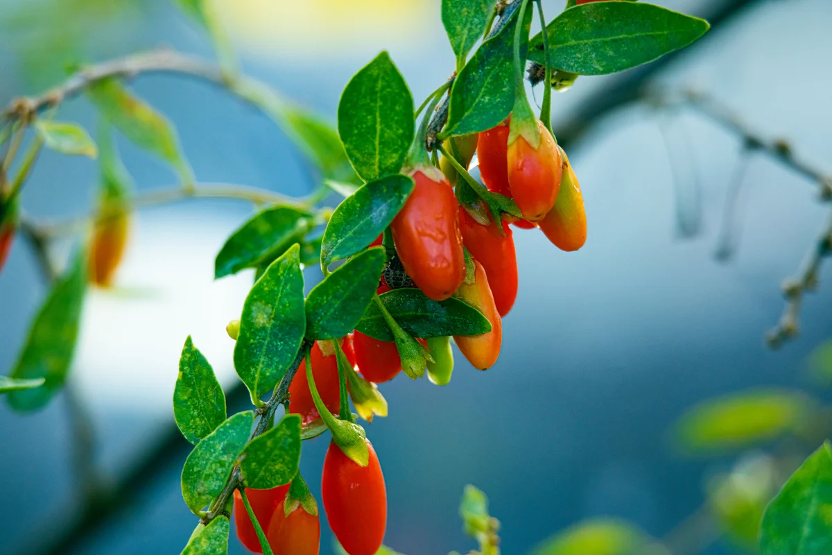 goji berry