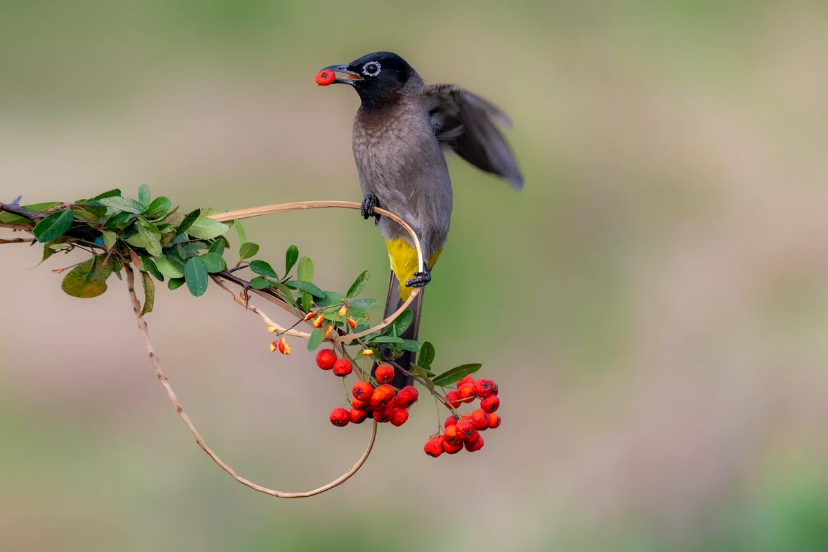 bird eating berries