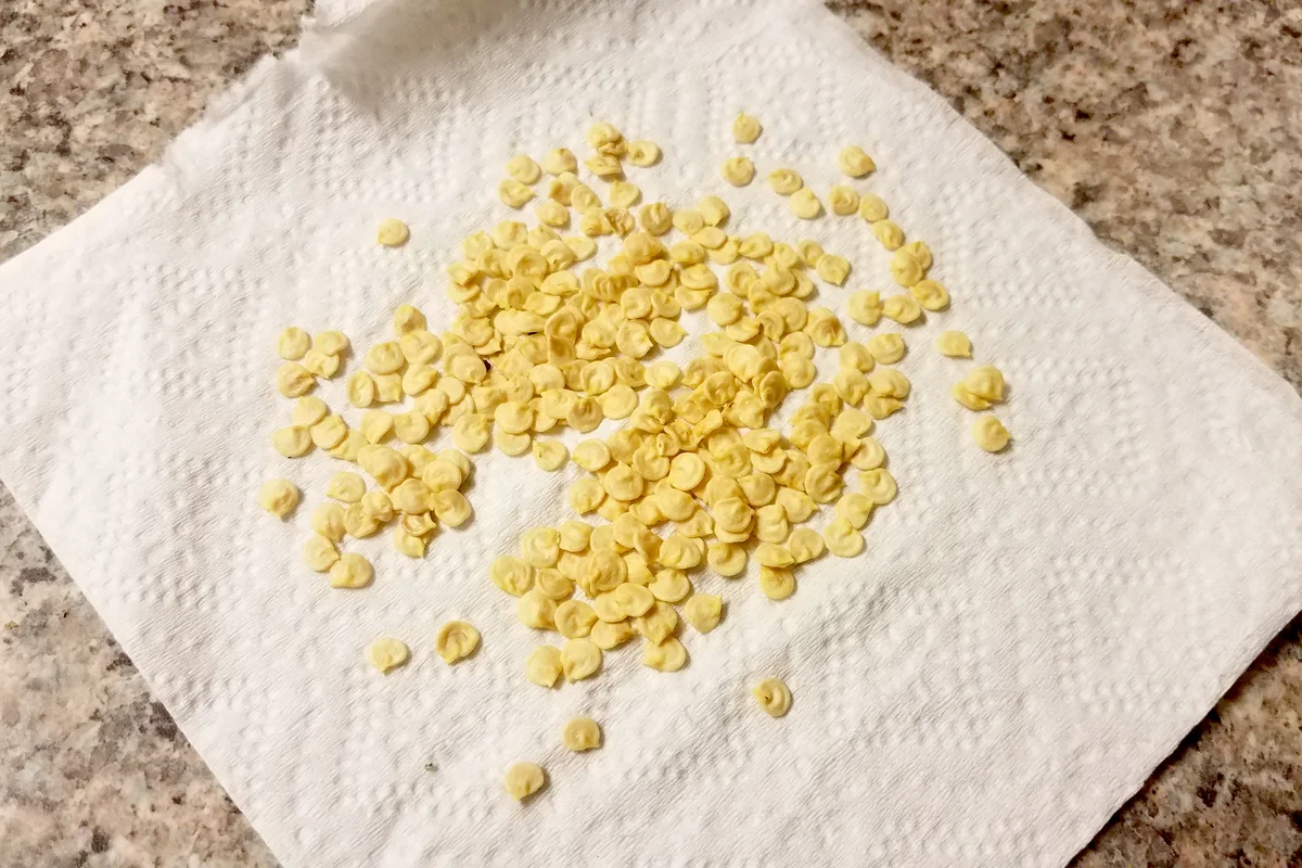Paper towel with small pepper seeds