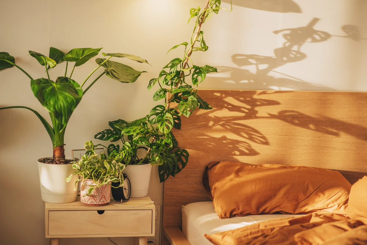 plants on a bedside table