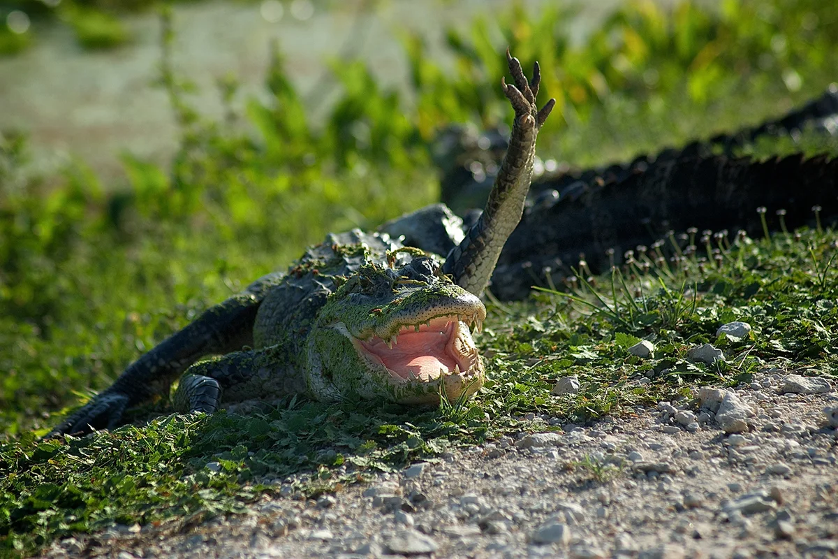 American Alligator waving.