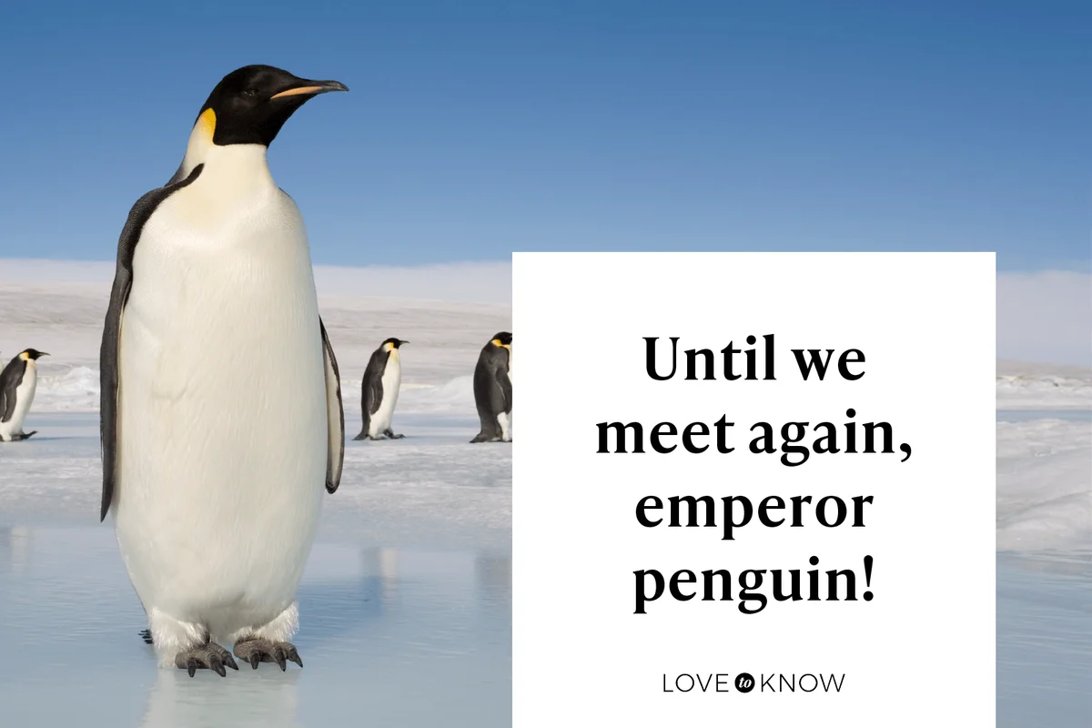 Until we meet again, emperor penguin!