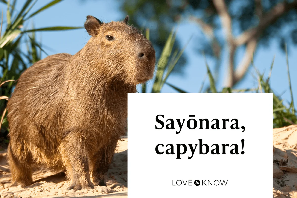 Sayōnara, capybara!