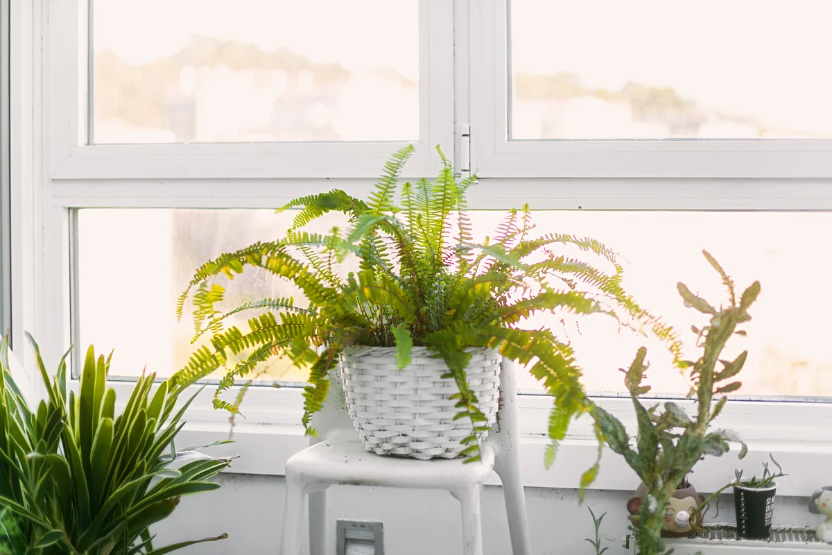 ferns