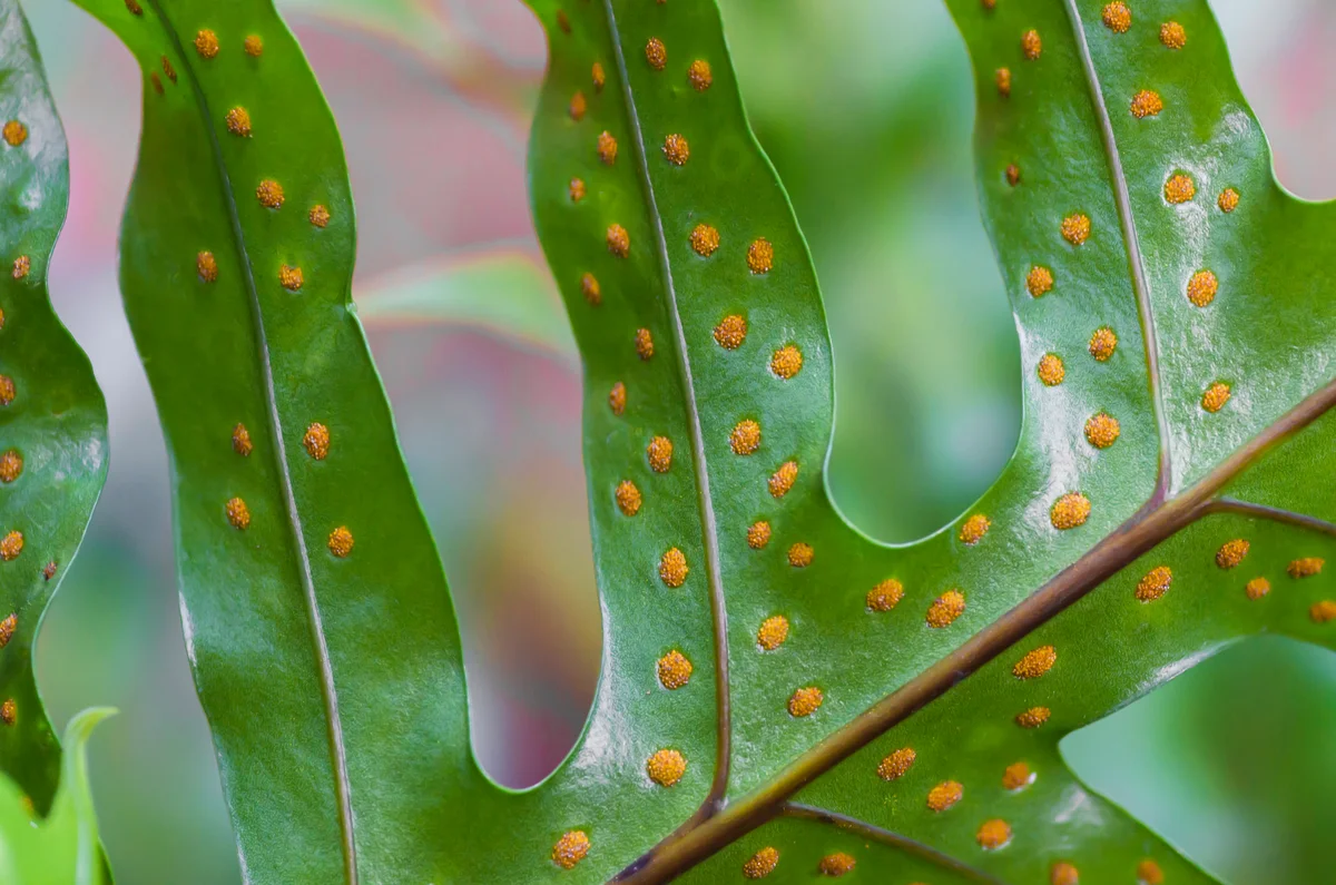 fern spores
