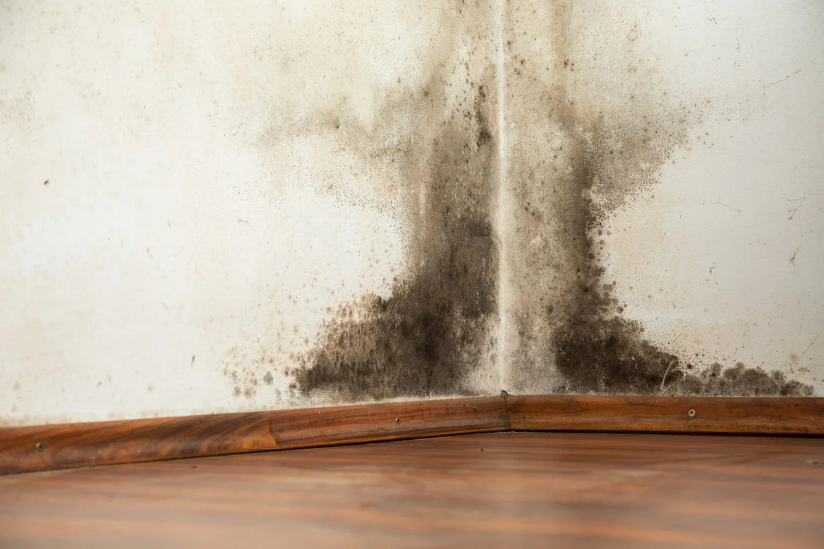 Black mold buildup in the corner of an old house