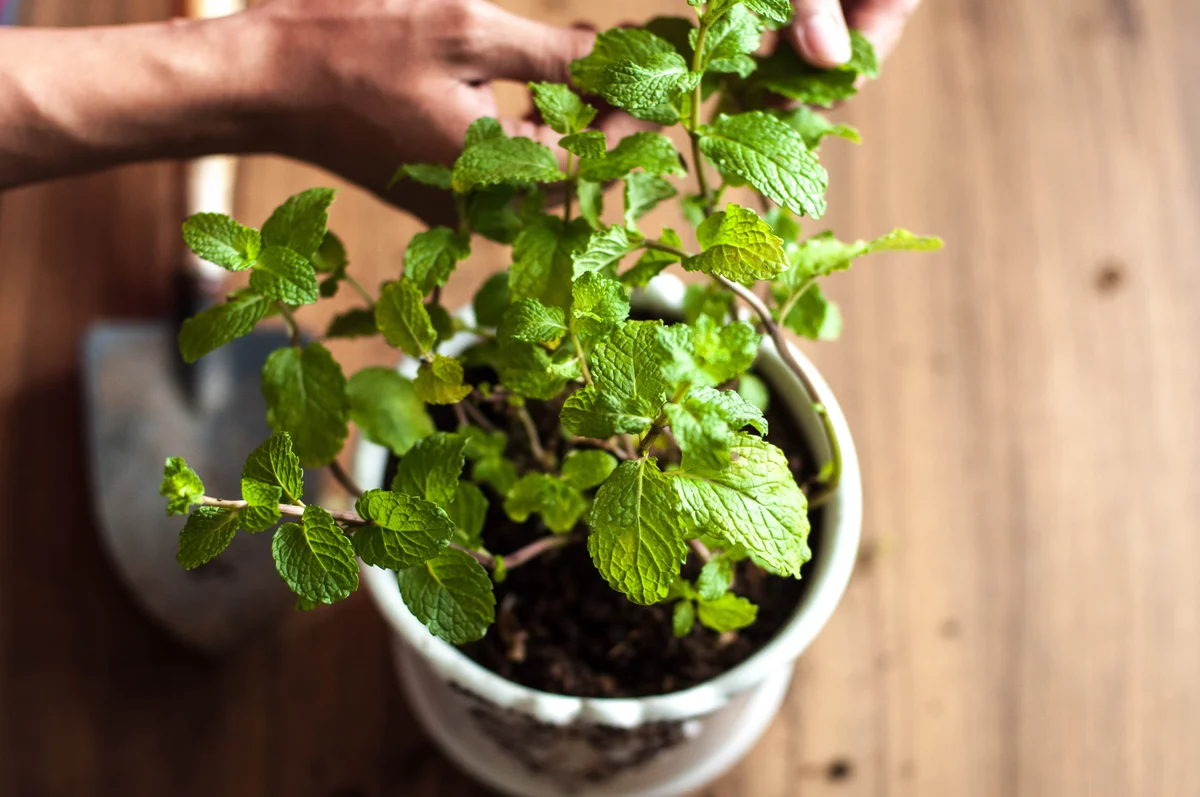 mint plant