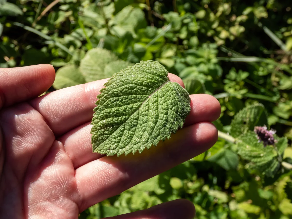 peppermint