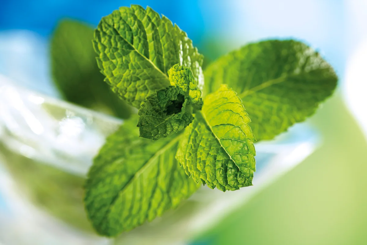 spearmint
