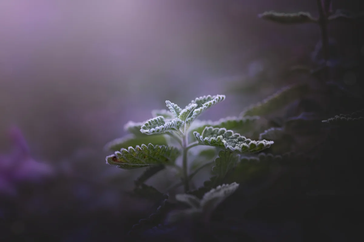 catmint