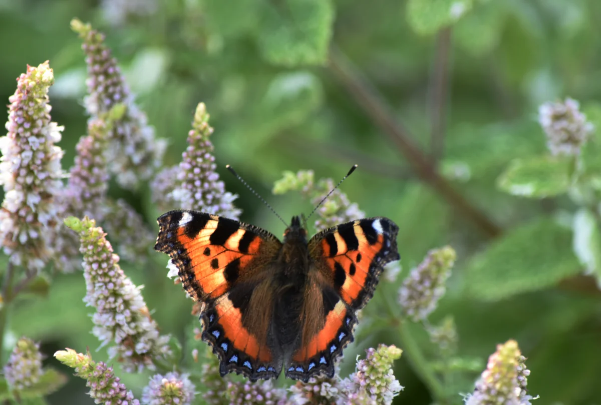 butterfly on applemint