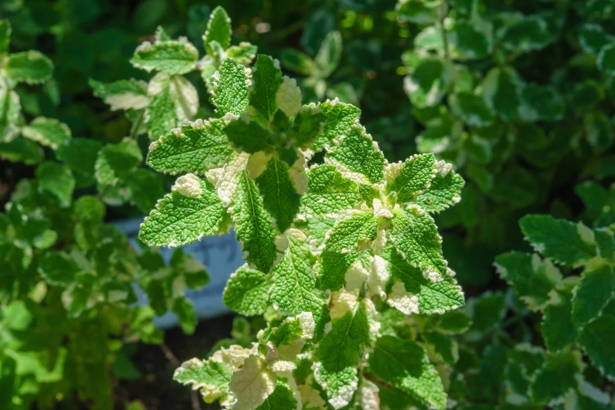 pineapple mint