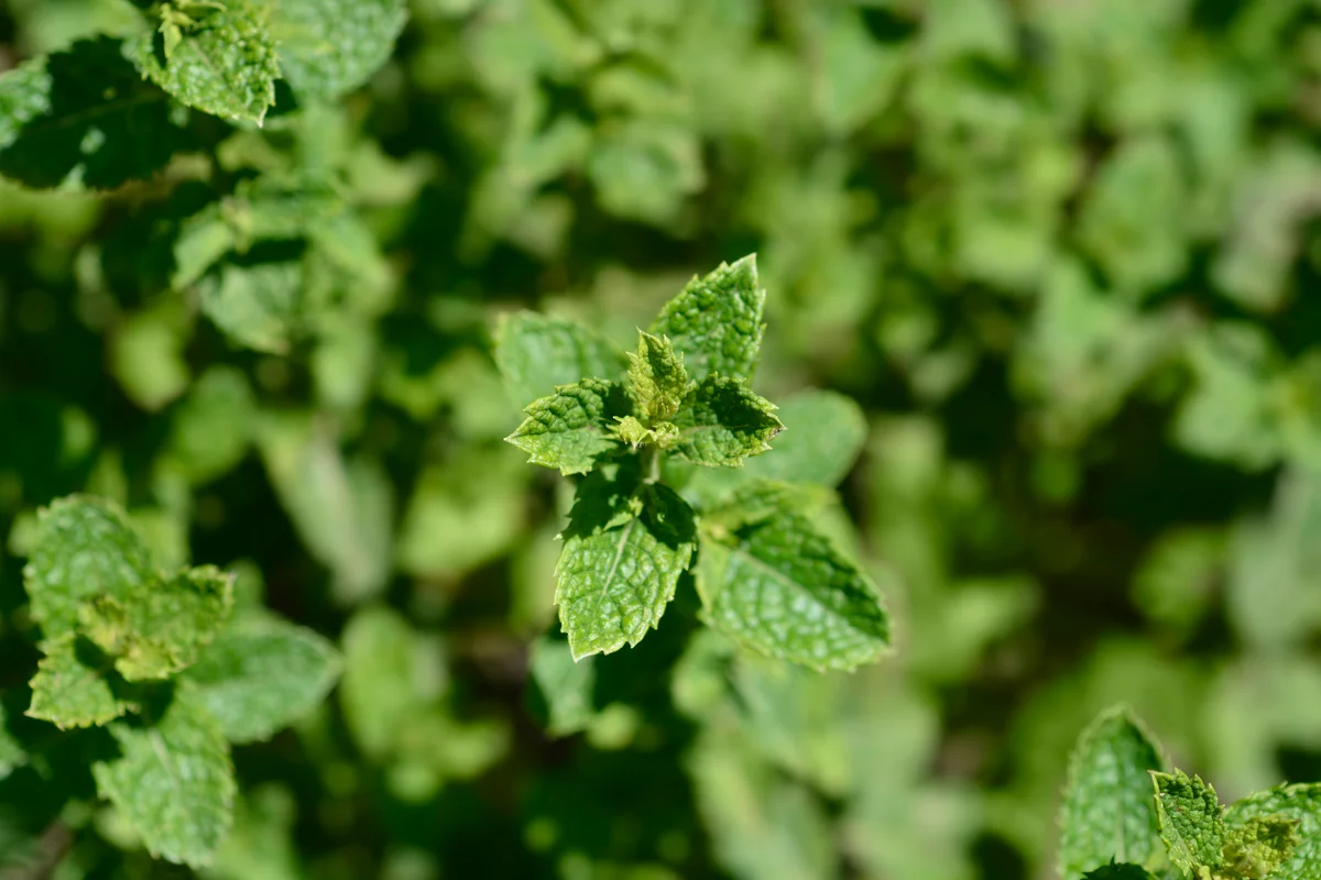 curly mint