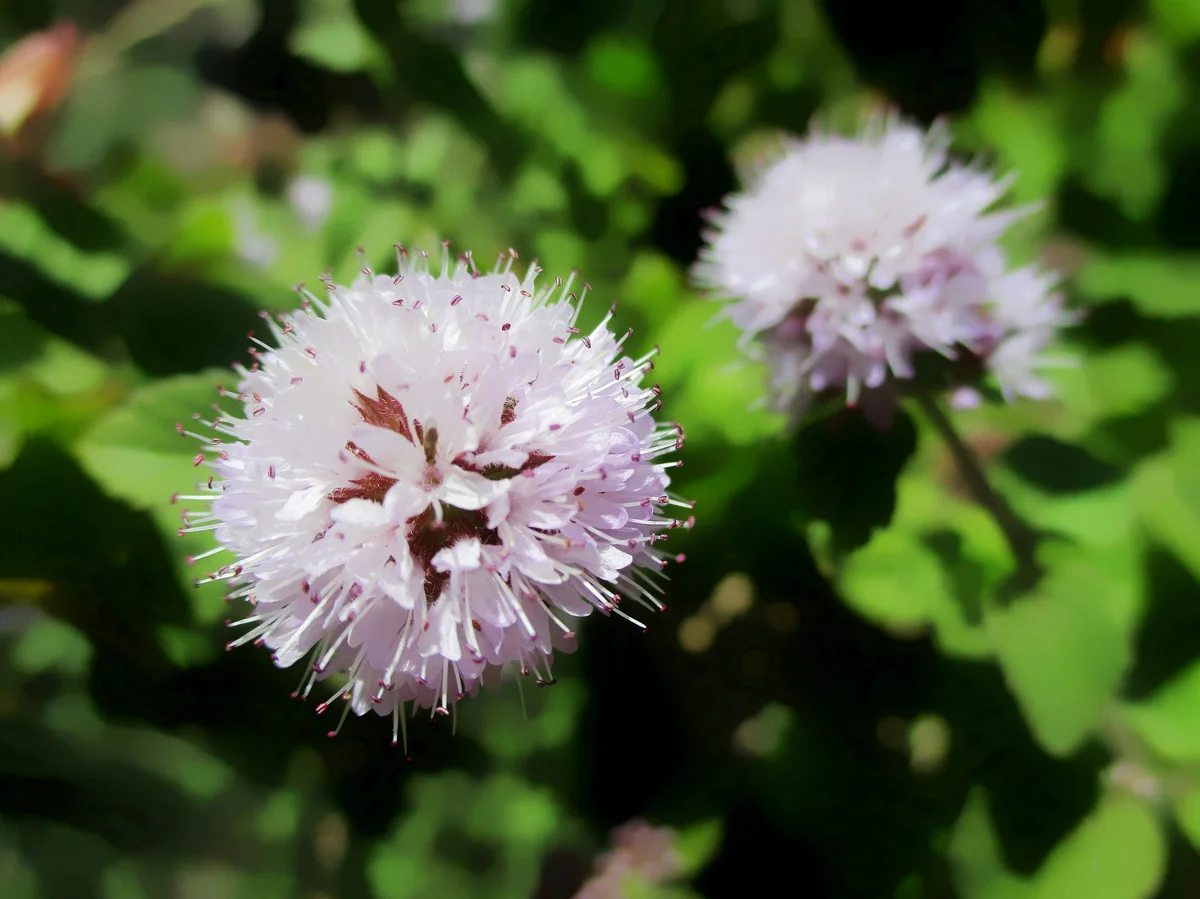 water mint