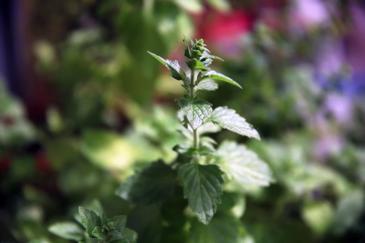 pennyroyal