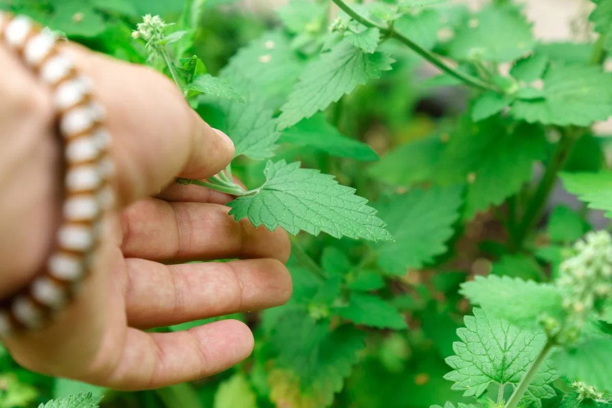 Asian mint