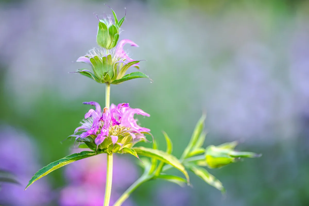 horsemint