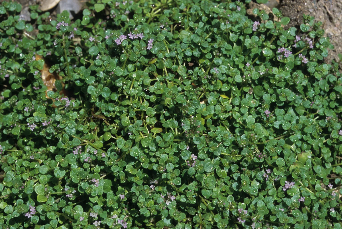 Corsican mint