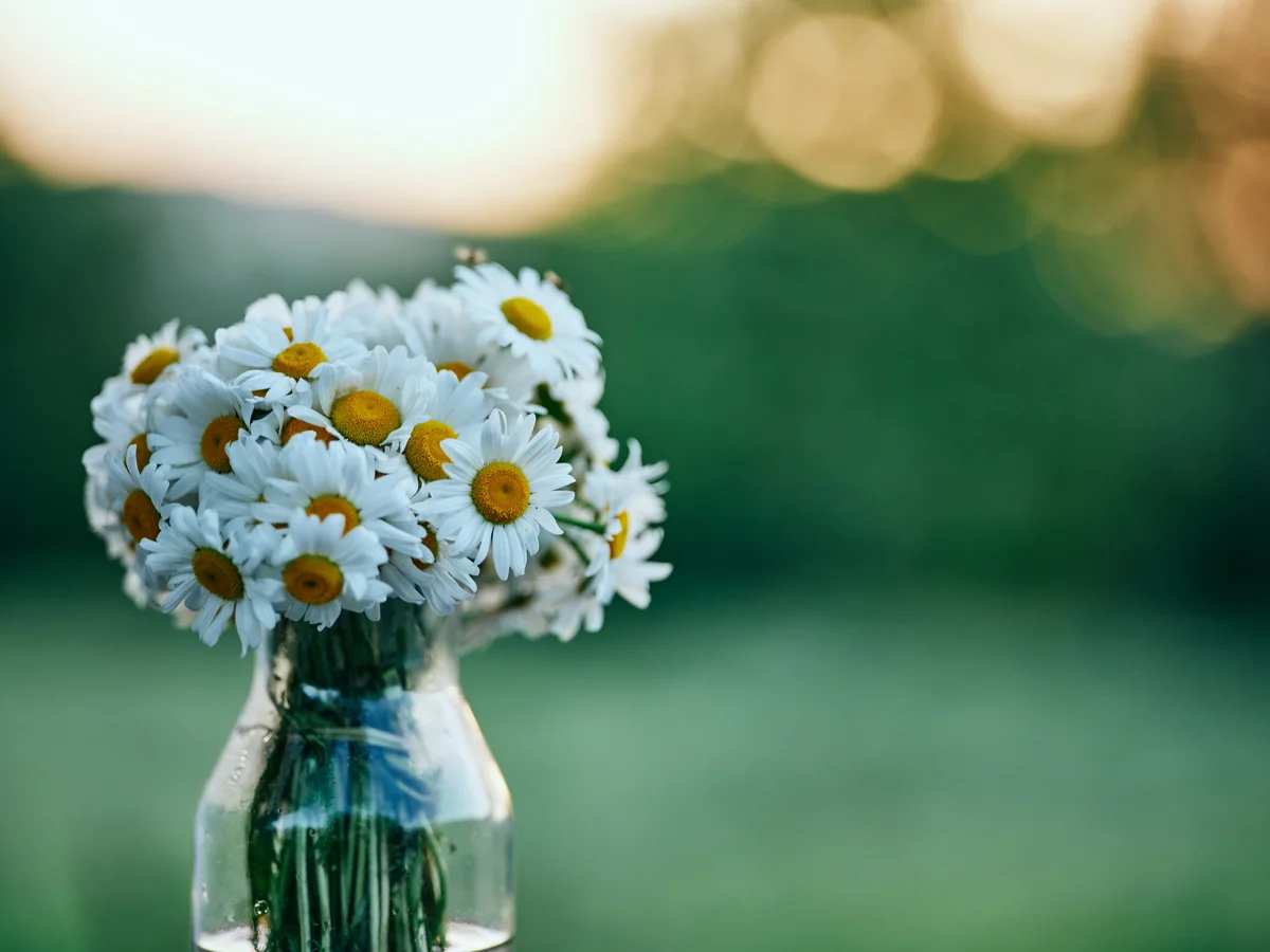 bouquet of daisies