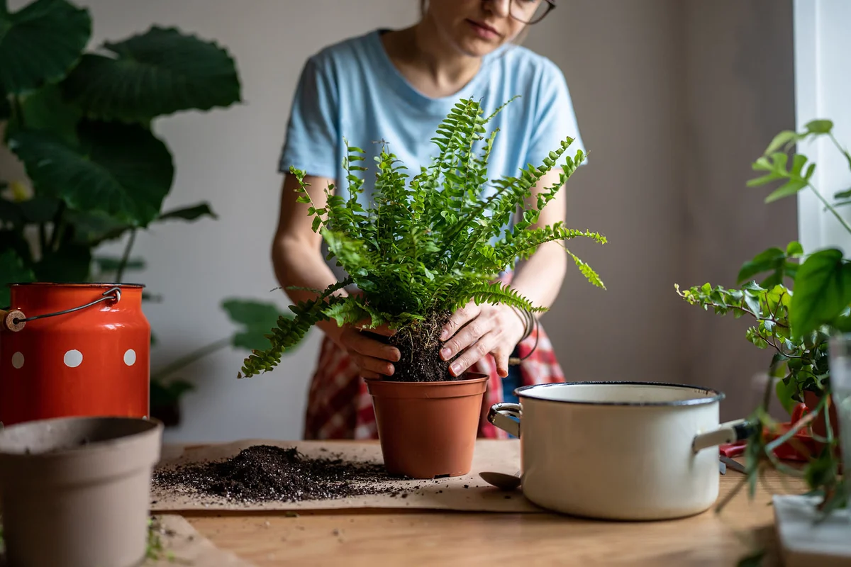 Woman placing houseplant in new pot