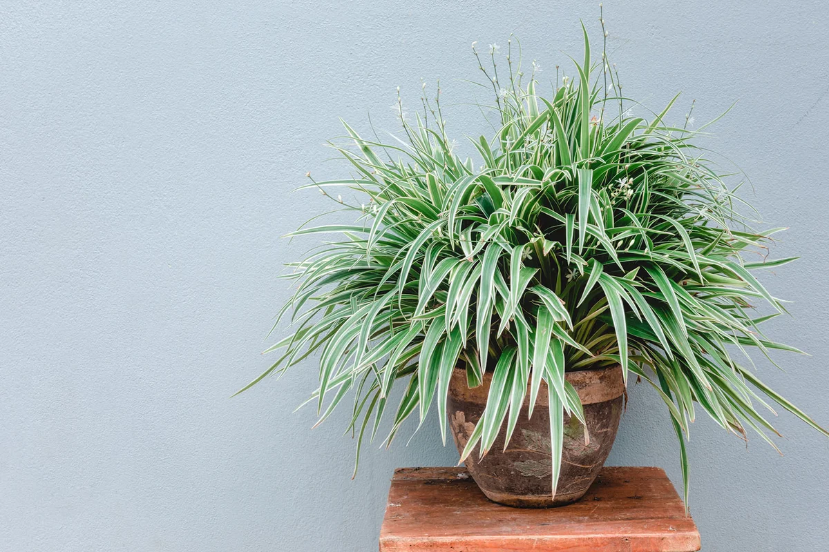 Spider plant Home Decoration Balcony Plants