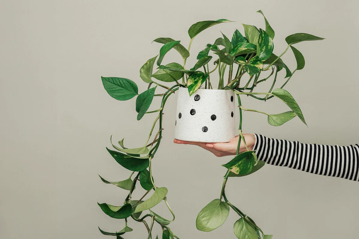 Woman holding potted houseplant plant photo in studio