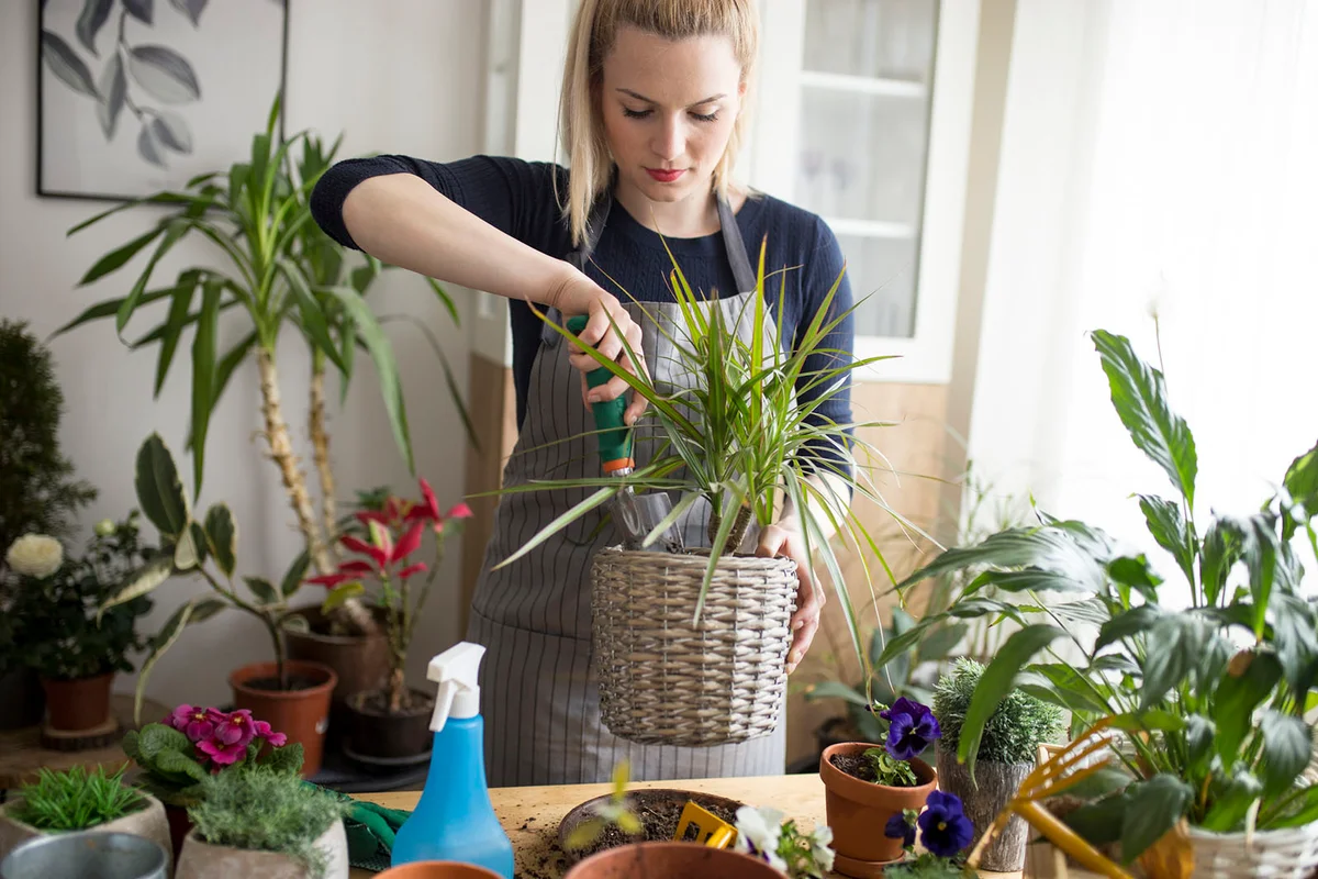 Taking care of my house plants