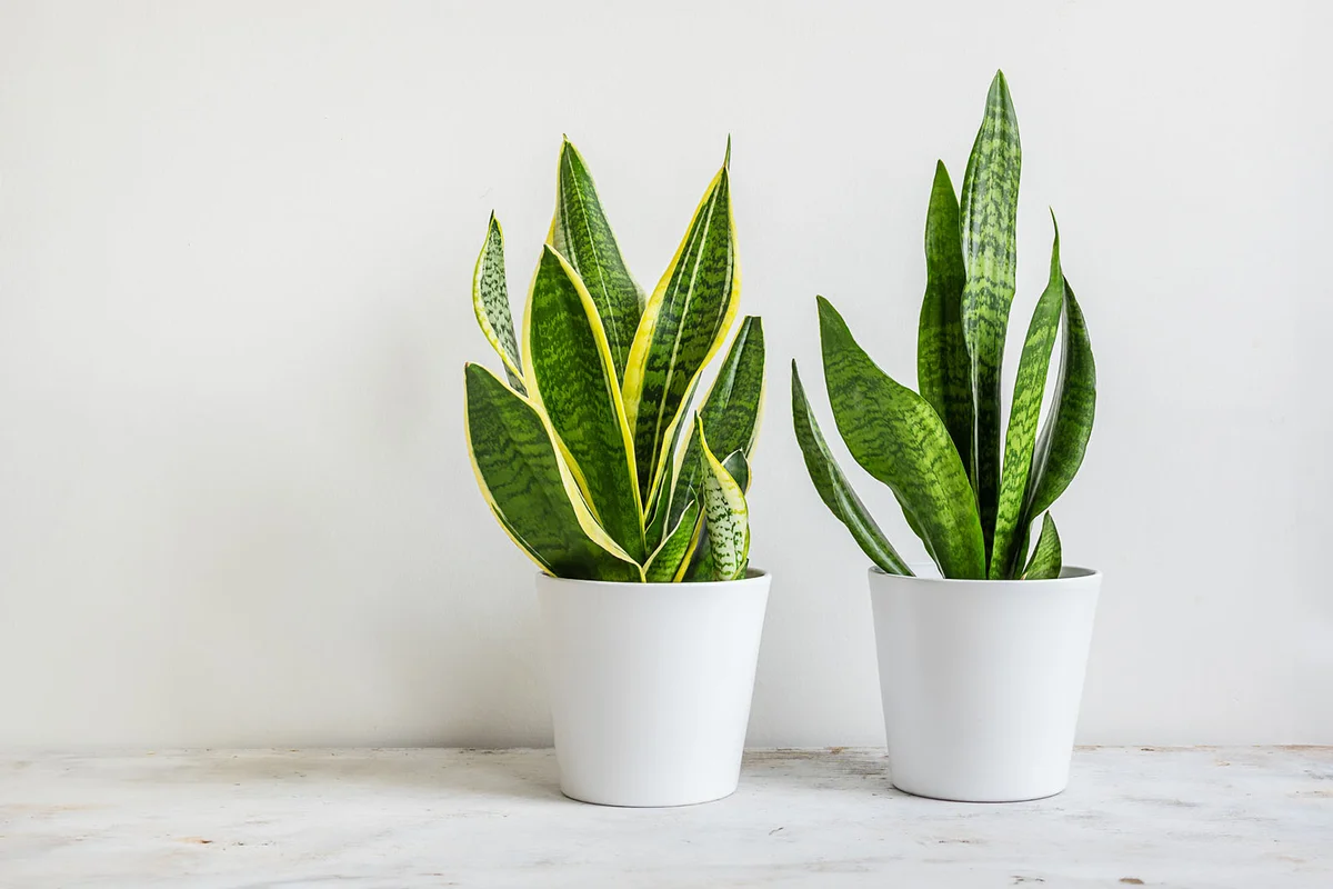 Two Snake plants or Sansevieria in white ceramic flowerpots