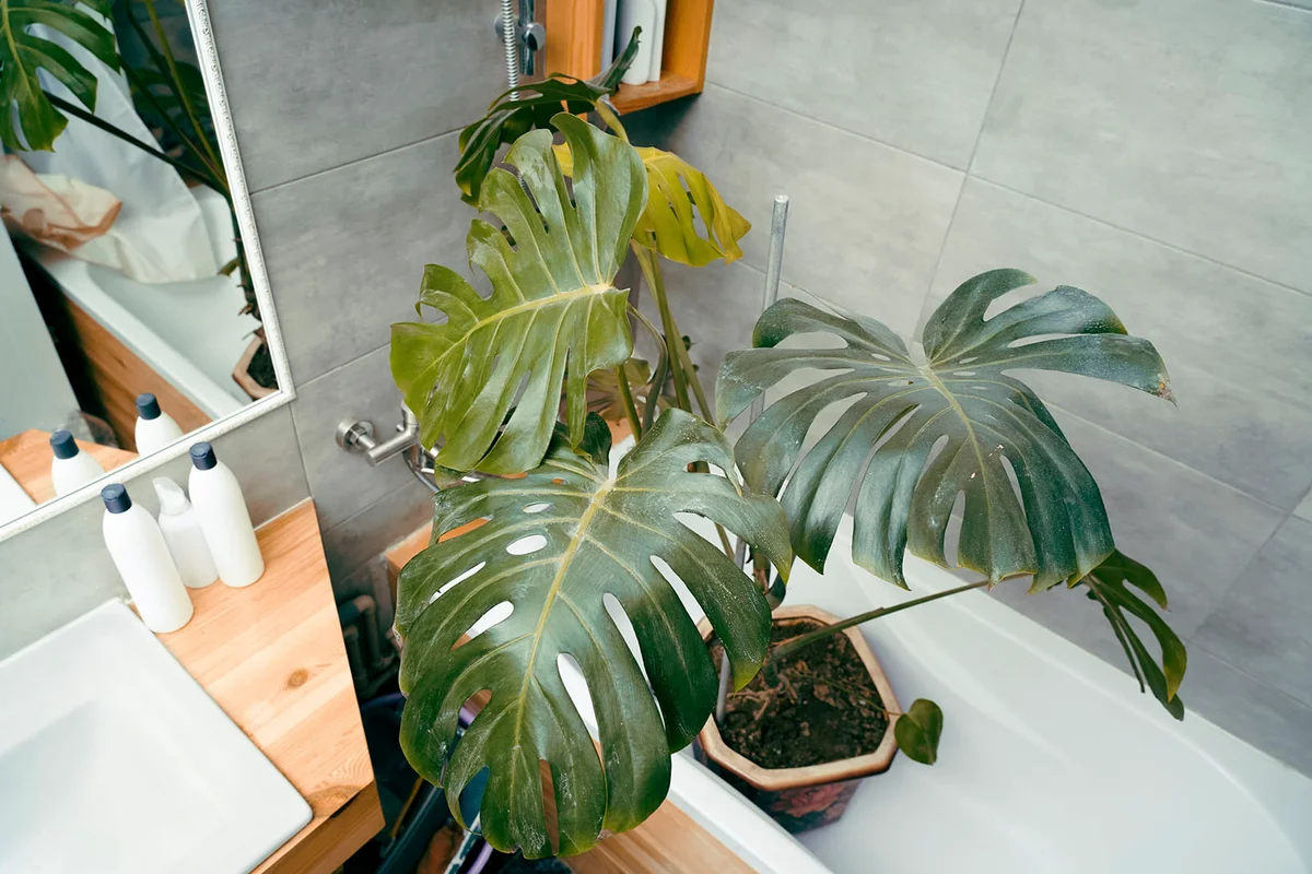 Green monstera plant in the bathtub with shower