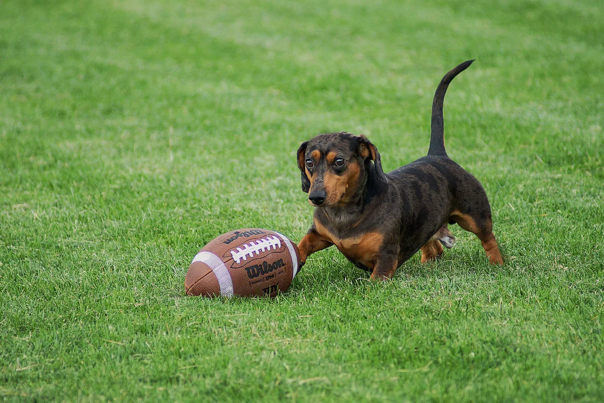 Dachshund play the football