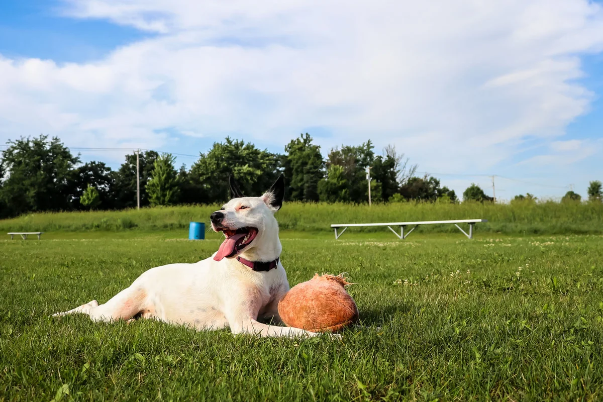 Puppy takes a break from her football
