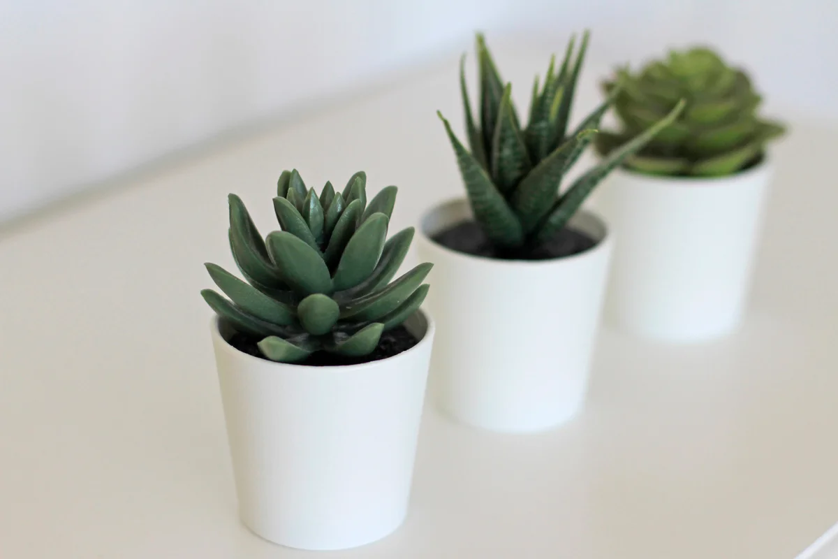 Three Cactus succulent plants in pots