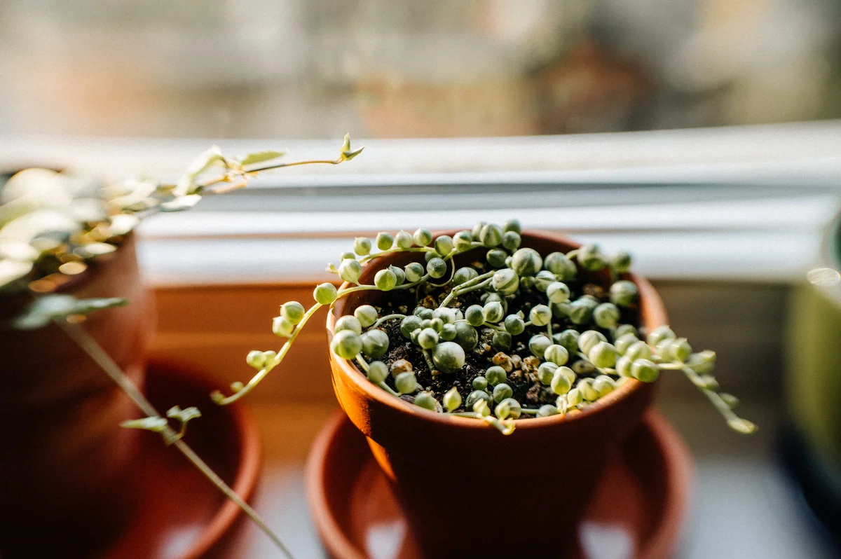 Variegated string of pearls in a terracotta pot on a windowsill