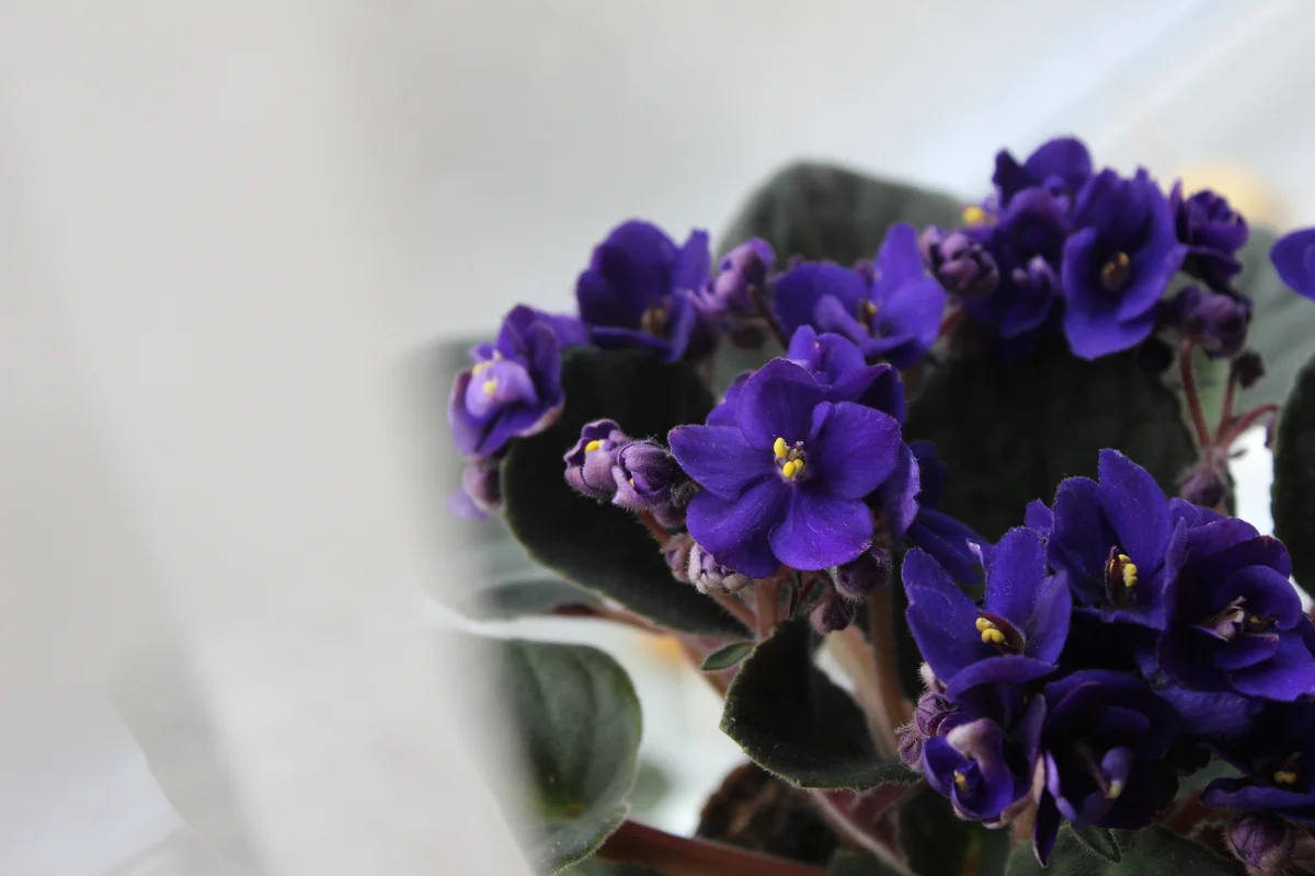 Bunch of African violets (Saintpaulia)