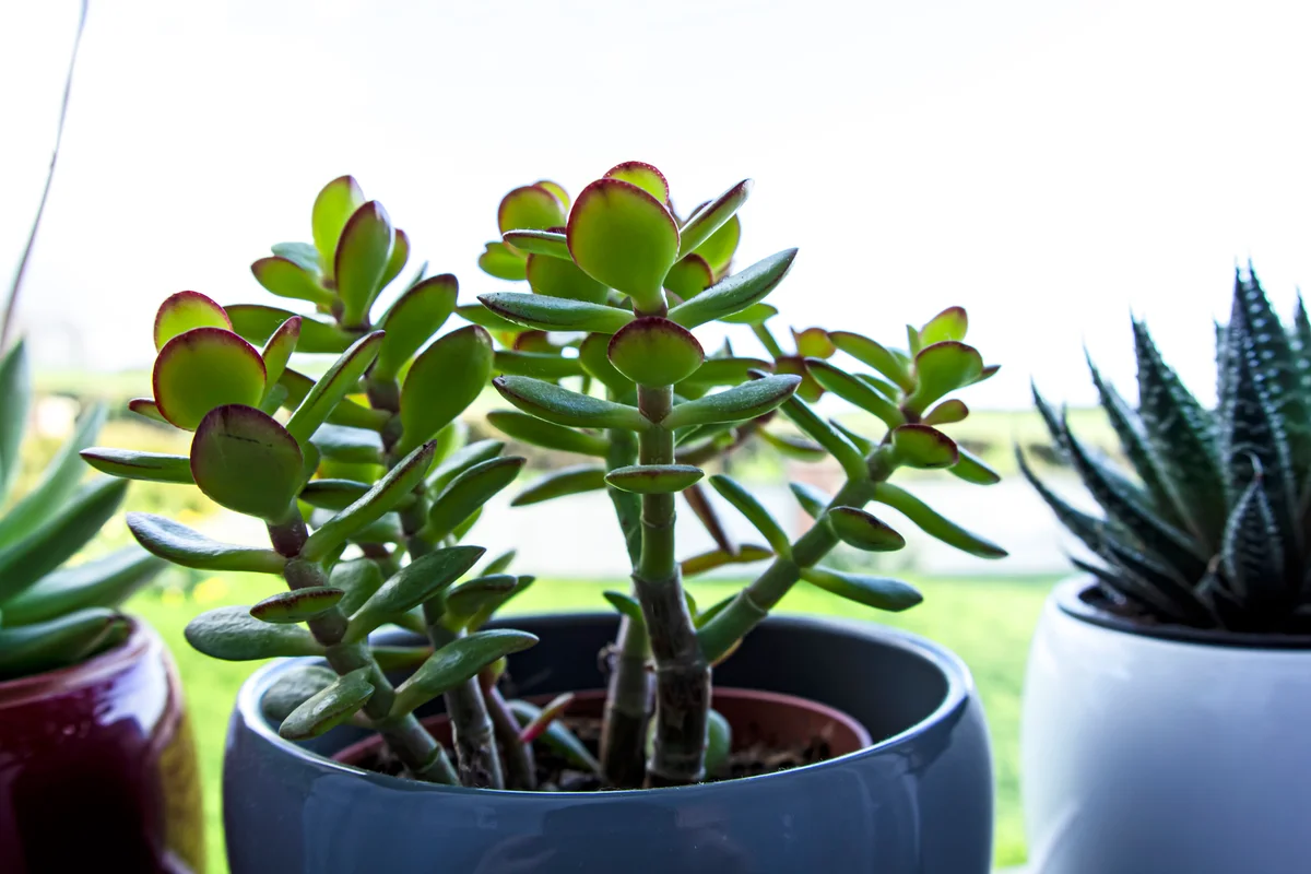 Jade plant