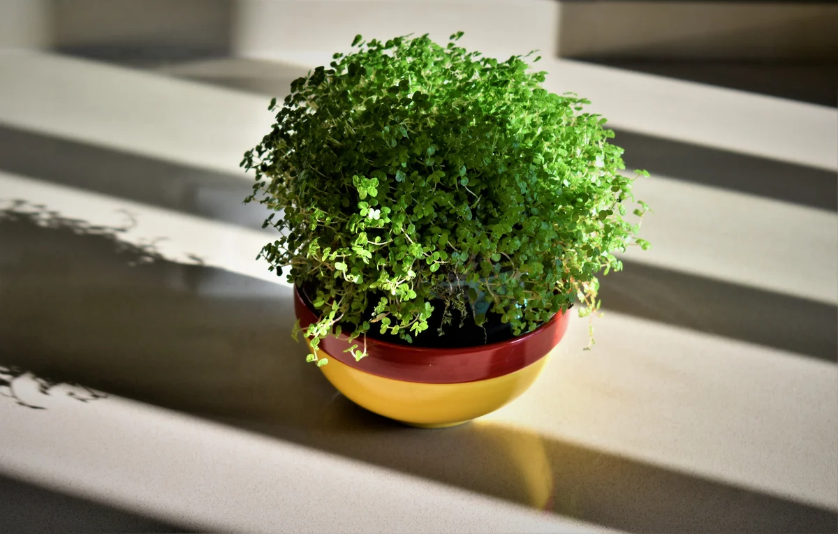 Soleirolia in pot